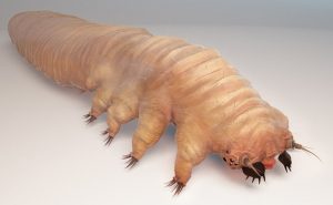 ” Demodex ” .. حشرة تعيش على وجهك دون علمك !